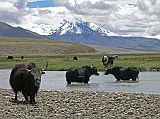 Tibet Kailash 11 Back 05 Yaks with Mountains Near Saga We stopped about 30km west of Saga to admire a beautiful view of the mountains north of Saga, while watching yaks and dzos munching and walking through a small river.